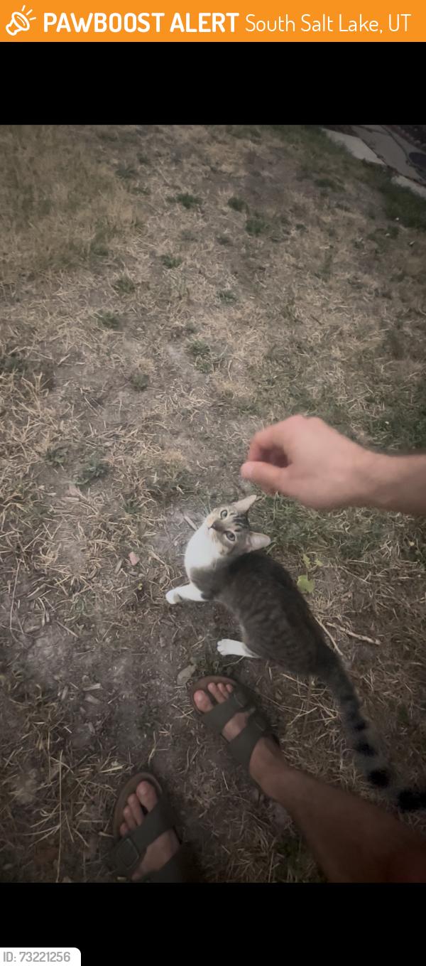 Found/Stray Male Cat last seen FedEx at 700E 3300S, South Salt Lake, UT 84106