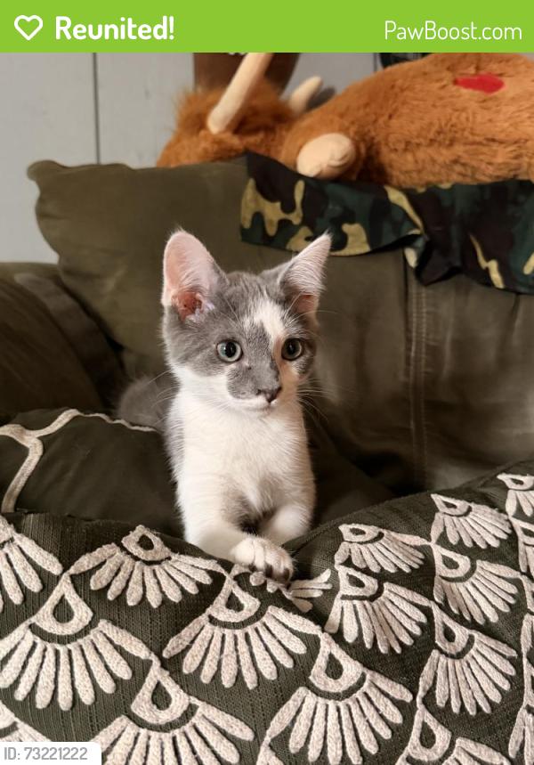 Reunited Male Cat last seen Near Farley Ln, Overland Park, KS 66212, USA, Overland Park, KS 66212