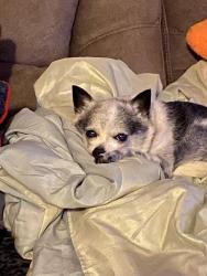 Lost Female Dog last seen Near th ave and Barnes ln, Queens, NY 11368