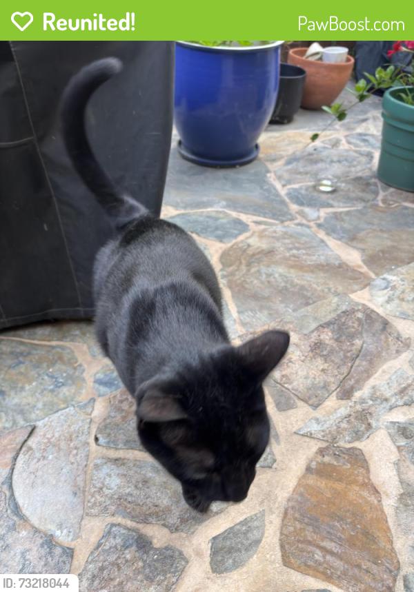 Reunited Unknown Cat last seen Near Pullman Lane Redondo Beach, Redondo Beach, CA 90278