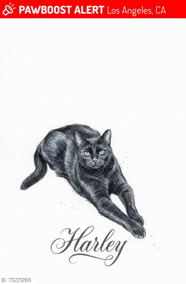 Lost Female Cat last seen Chatsworth drive an Fox st mission hills, Los Angeles, CA 91345