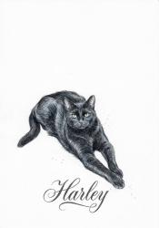 Lost Female Cat last seen Chatsworth drive an Fox st mission hills, Los Angeles, CA 91345
