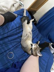 Lost Female Cat last seen Snelling taco bell, Saint Paul, MN 55104
