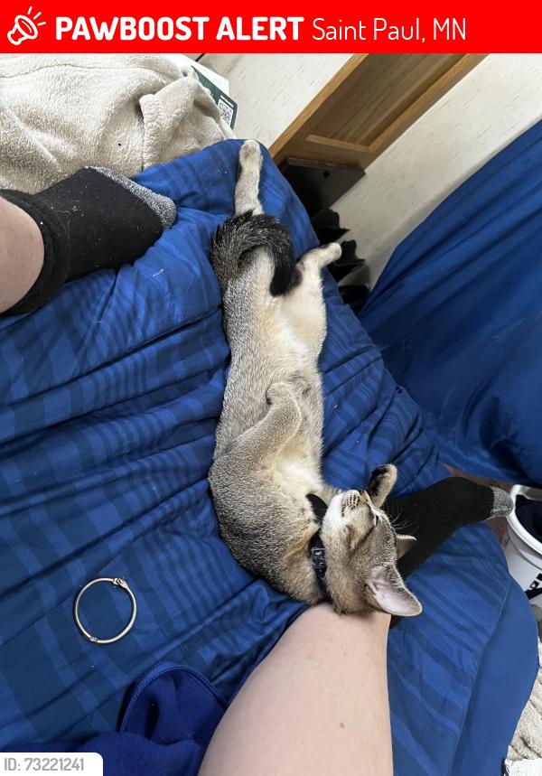 Lost Female Cat last seen Snelling taco bell, Saint Paul, MN 55104