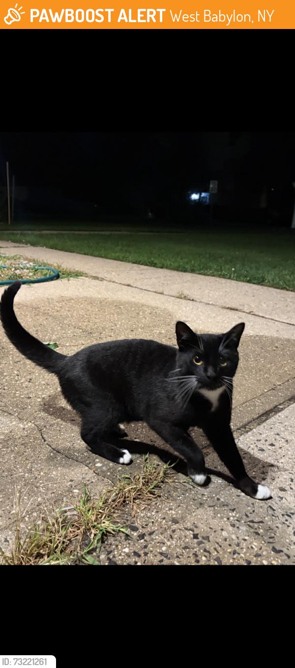 Found/Stray Unknown Cat last seen Tooker and Mida, West Babylon, NY 11704
