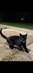 Found/Stray Unknown Cat last seen Tooker and Mida, West Babylon, NY 11704