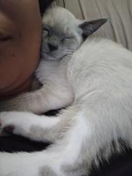 Lost Female Cat last seen Cottonpatch way, El Cajon, CA 92020