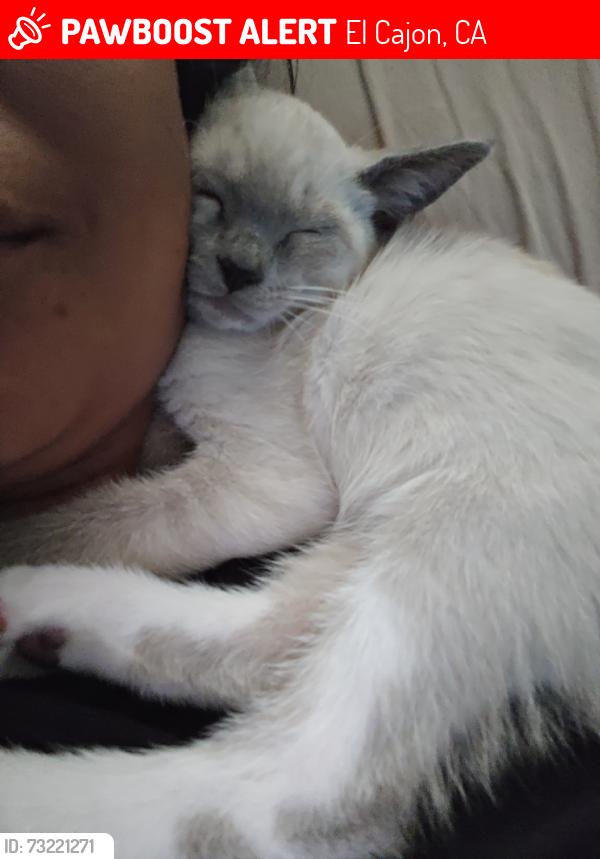 Lost Female Cat last seen Cottonpatch way, El Cajon, CA 92020
