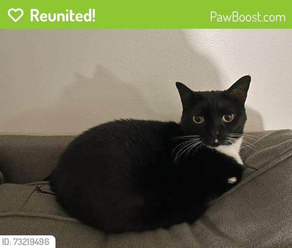 Reunited Female Cat last seen Woodland Elementary School, Greer, SC 29650