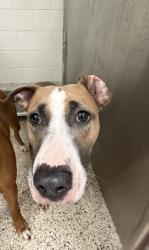 Shelter Stray Female Dog last seen Near Brumbley Ct/ Gramham Rd, Fairburn, GA, 1251 Fulton Industrial Blvd NW, Atlanta, GA 30336, USA