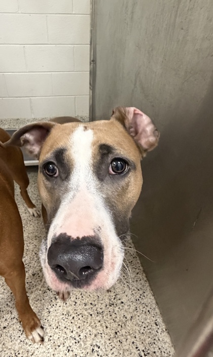 Shelter Stray Female Dog last seen Near Brumbley Ct/ Gramham Rd, Fairburn, GA, 1251 Fulton Industrial Blvd NW, Atlanta, GA 30336, USA