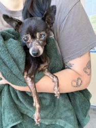 Shelter Stray Male Dog last seen dumped outside OAS, Oakland,, 1101 29th Ave, Oakland, CA 94601, USA