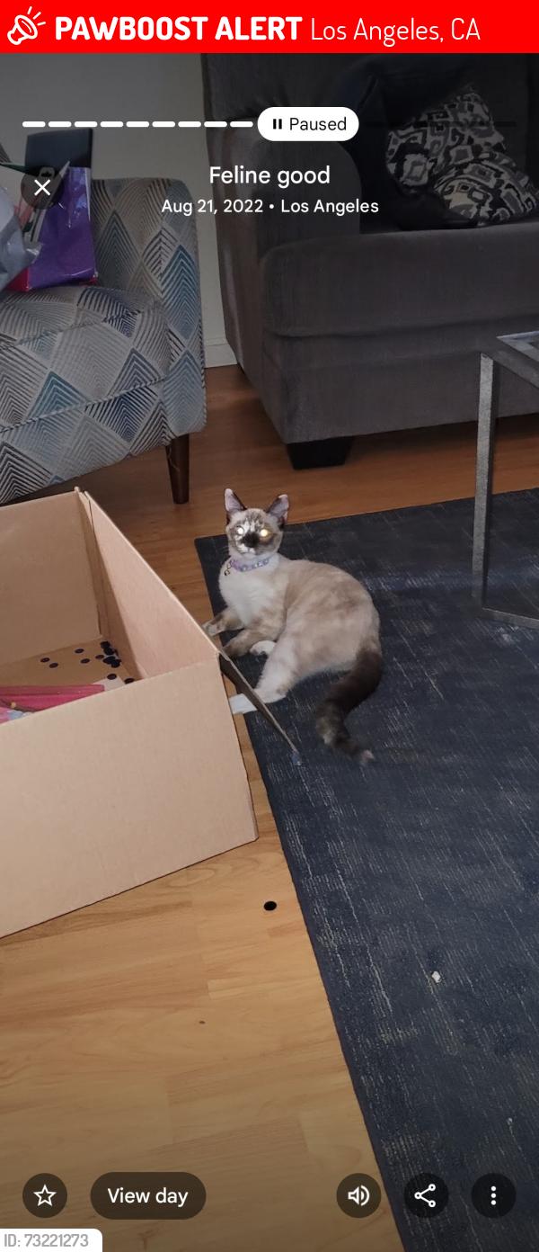 Lost Female Cat last seen Redford, Los Angeles, CA 91606