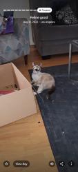 Lost Female Cat last seen Redford, Los Angeles, CA 91606