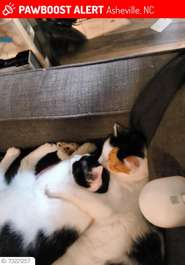 Lost Male Cat last seen Near Riceville rd Asheville, Asheville, NC 28805
