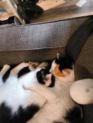 Lost Male Cat last seen Near Riceville rd Asheville, Asheville, NC 28805