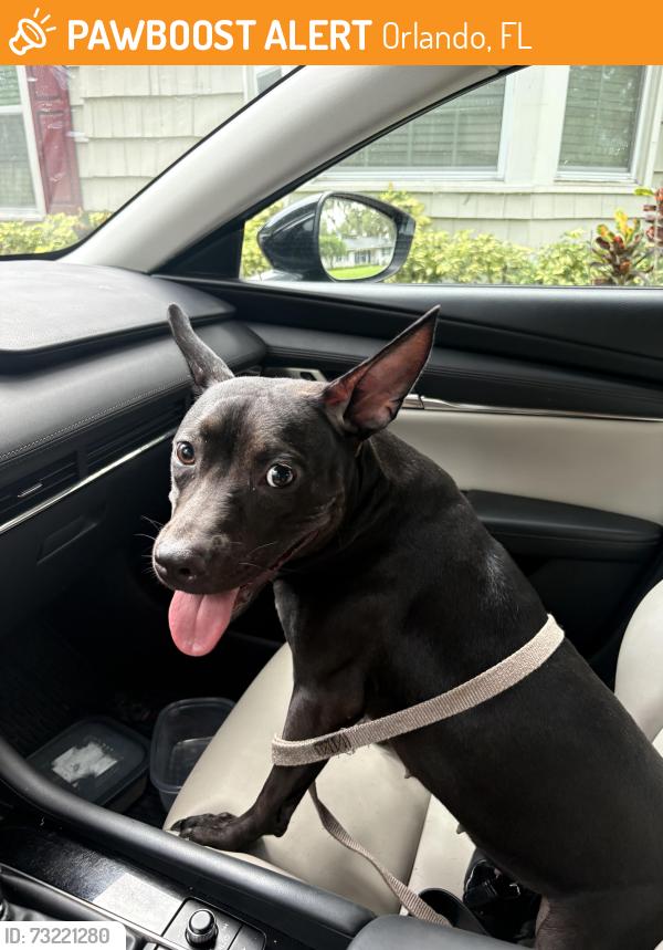 Found/Stray Female Dog last seen Robinson, Orlando, FL 32804