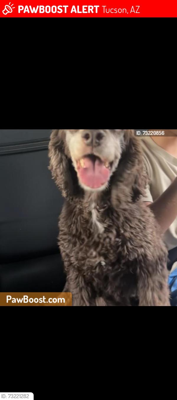 Lost Female Dog last seen Camino Seco and Golf links, Tucson, AZ 85730