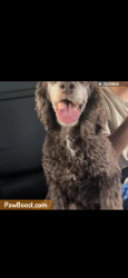 Lost Female Dog last seen Camino Seco and Golf links, Tucson, AZ 85730