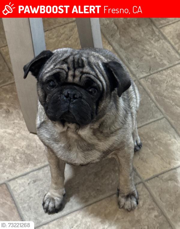 Lost Male Dog last seen Cedar & Church, Fresno, CA 93725