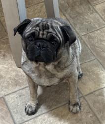 Lost Male Dog last seen Cedar & Church, Fresno, CA 93725