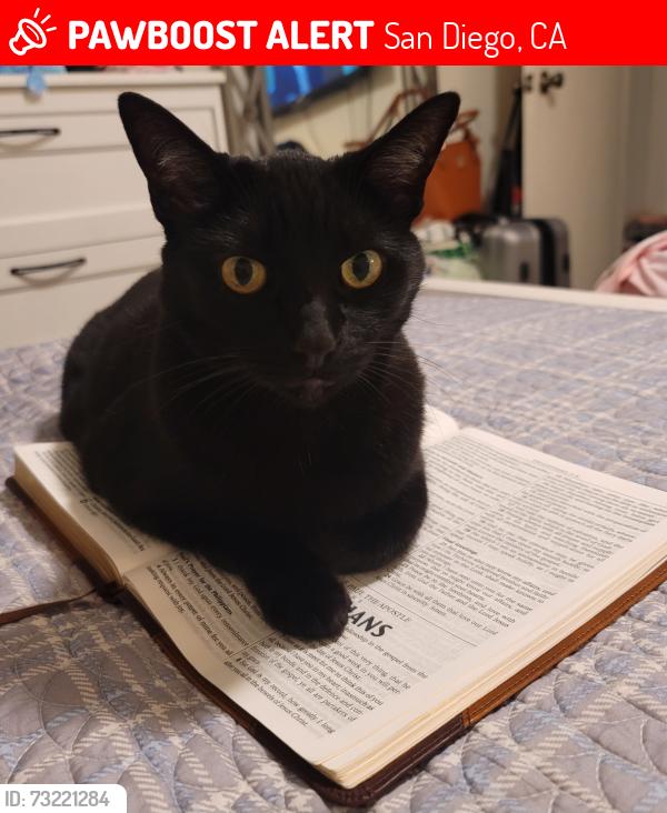 Lost Female Cat last seen Lake Arrowhead and Lake Murray Dr, San Diego, CA 92119