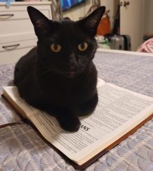 Lost Female Cat last seen Lake Arrowhead and Lake Murray Dr, San Diego, CA 92119