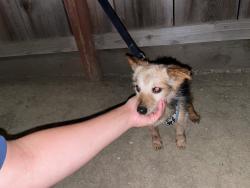 Found/Stray Male Dog last seen 5th and center street Gonzales ca, Gonzales, CA 93926