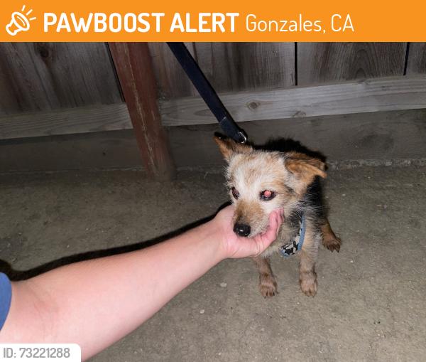 Found/Stray Male Dog last seen 5th and center street Gonzales ca, Gonzales, CA 93926