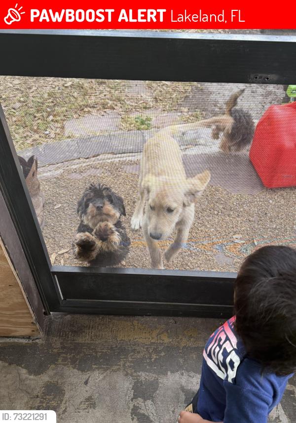 Lost Male Dog last seen wabash area, Lakeland, FL 33815