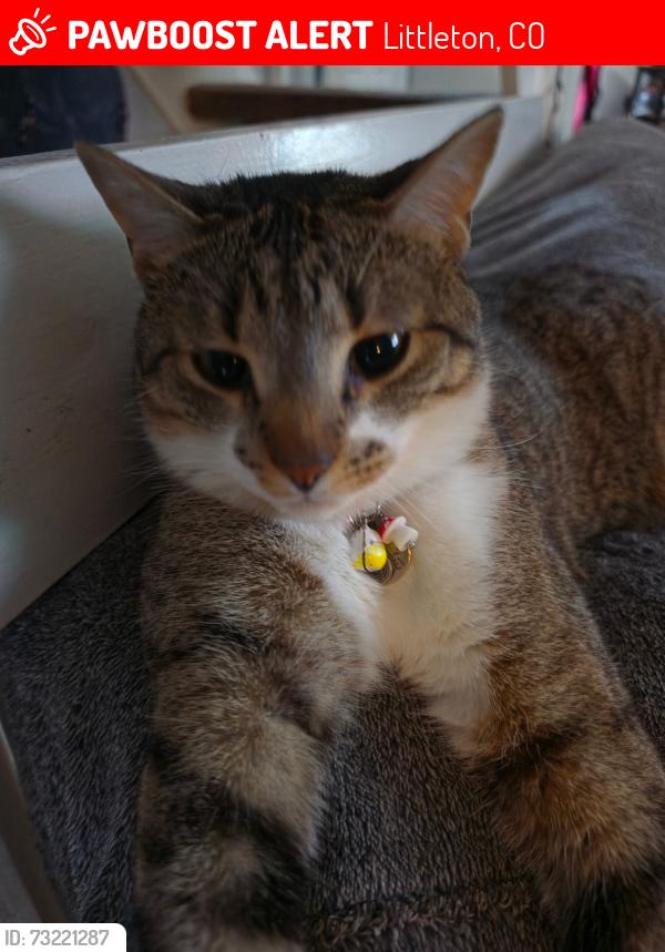 Lost Male Cat last seen Near W. Chatfield Ave Unit E, Littleton, CO 80128