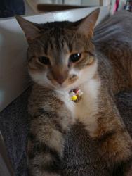 Lost Male Cat last seen Near W. Chatfield Ave Unit E, Littleton, CO 80128