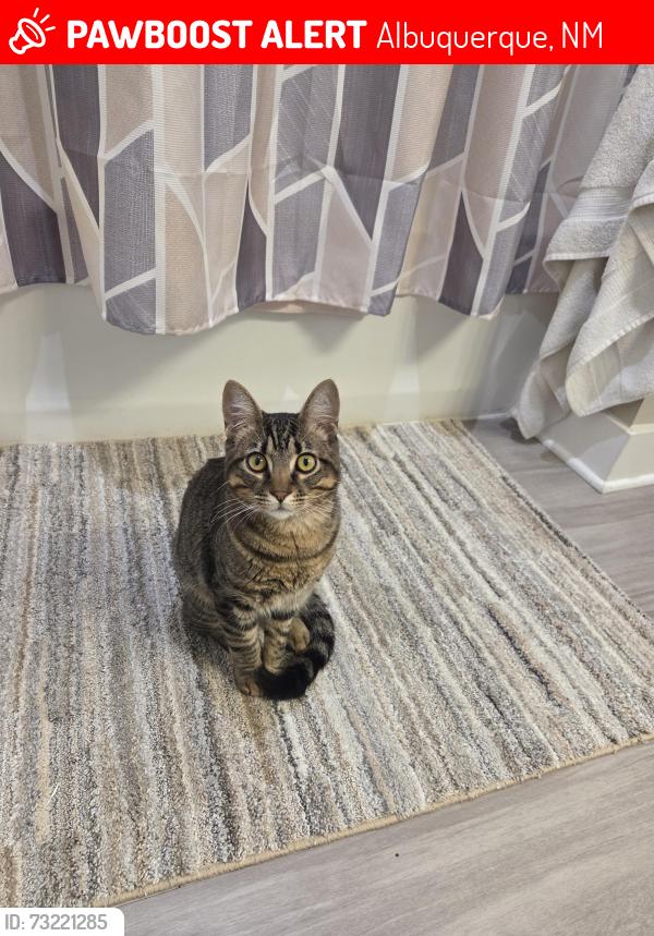 Lost Male Cat last seen Alameda and San Mateo NE next to Balloon Fiesta, Albuquerque, NM 87113