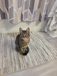 Lost Male Cat last seen Alameda and San Mateo NE next to Balloon Fiesta, Albuquerque, NM 87113