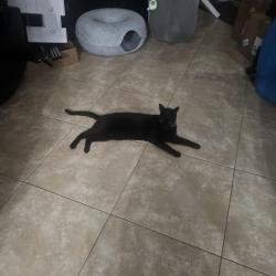Reunited Male Cat last seen Rock Creek area in cooper city, Hollywood, FL 33026