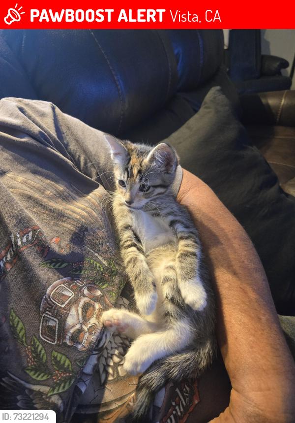 Lost Female Cat last seen henderson ct & knapp, Vista, CA 92083