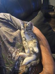 Lost Female Cat last seen henderson ct & knapp, Vista, CA 92083