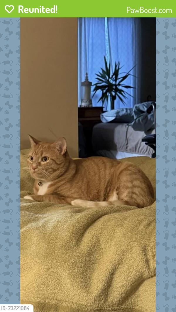 Reunited Female Cat last seen Twin Chimneys Subdivision, O'Fallon, MO 63368