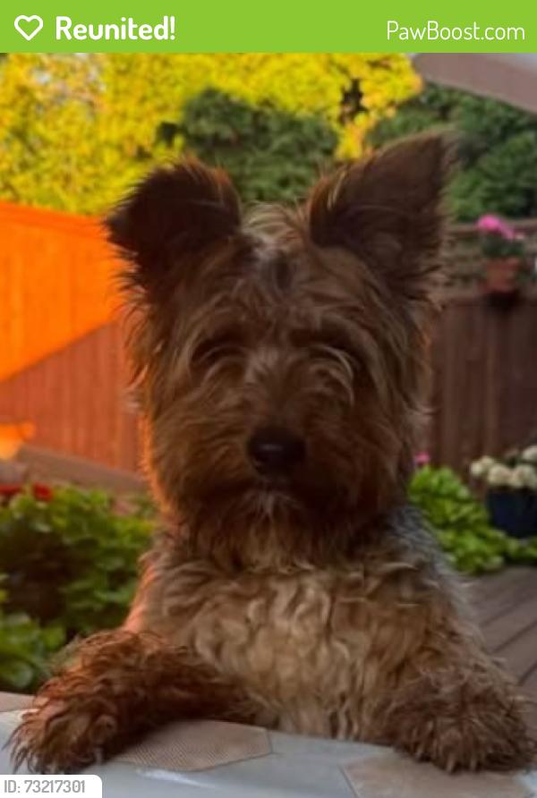 Reunited Male Dog last seen Near Upper Breckenridge Lp NW, Salem, OR 97304
