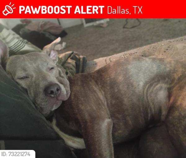 Lost Female Dog last seen Oak Cliff area, Dallas, TX 75208