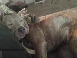 Lost Female Dog last seen Oak Cliff area, Dallas, TX 75208