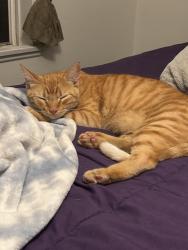 Lost Male Cat last seen Fullbright Ave, Jovita Ave, Lassen St, Los Angeles, CA 91311