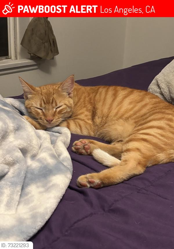 Lost Male Cat last seen Fullbright Ave, Jovita Ave, Lassen St, Los Angeles, CA 91311