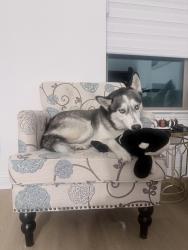 Reunited Female Dog last seen McKinney, McKinney, TX 75069