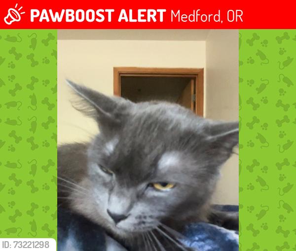 Lost Female Cat last seen Stewart near Stewart market, Medford, OR 97501