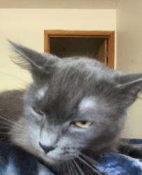Lost Female Cat last seen Stewart near Stewart market, Medford, OR 97501