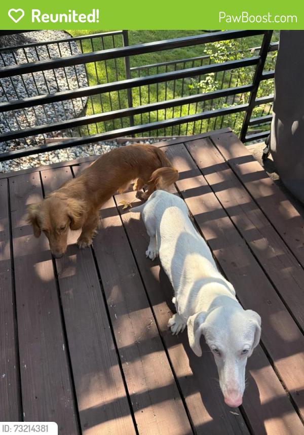 Reunited Unknown Dog last seen Bayshore dr, Athens, TX 75752