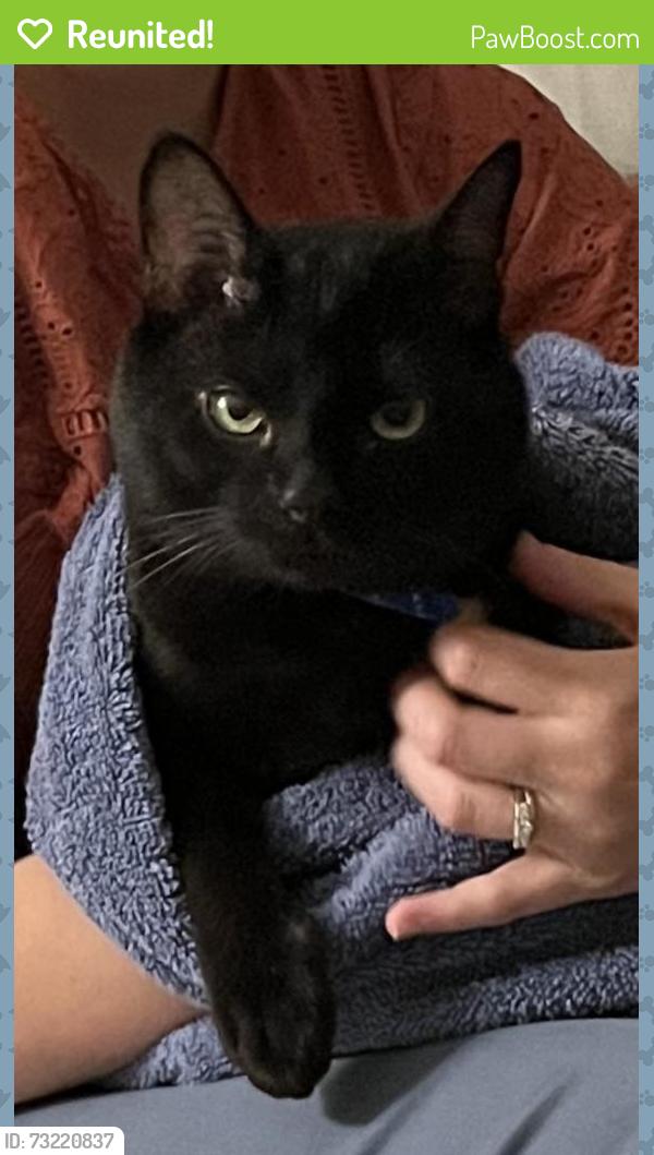 Reunited Unknown Cat last seen Near N Bennett St, in downtown Southern Pines, Southern Pines, NC 28387