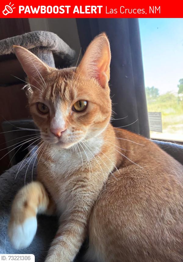 Lost Female Cat last seen Stanley Rd, Las Cruces, NM 88012