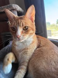 Lost Female Cat last seen Stanley Rd, Las Cruces, NM 88012
